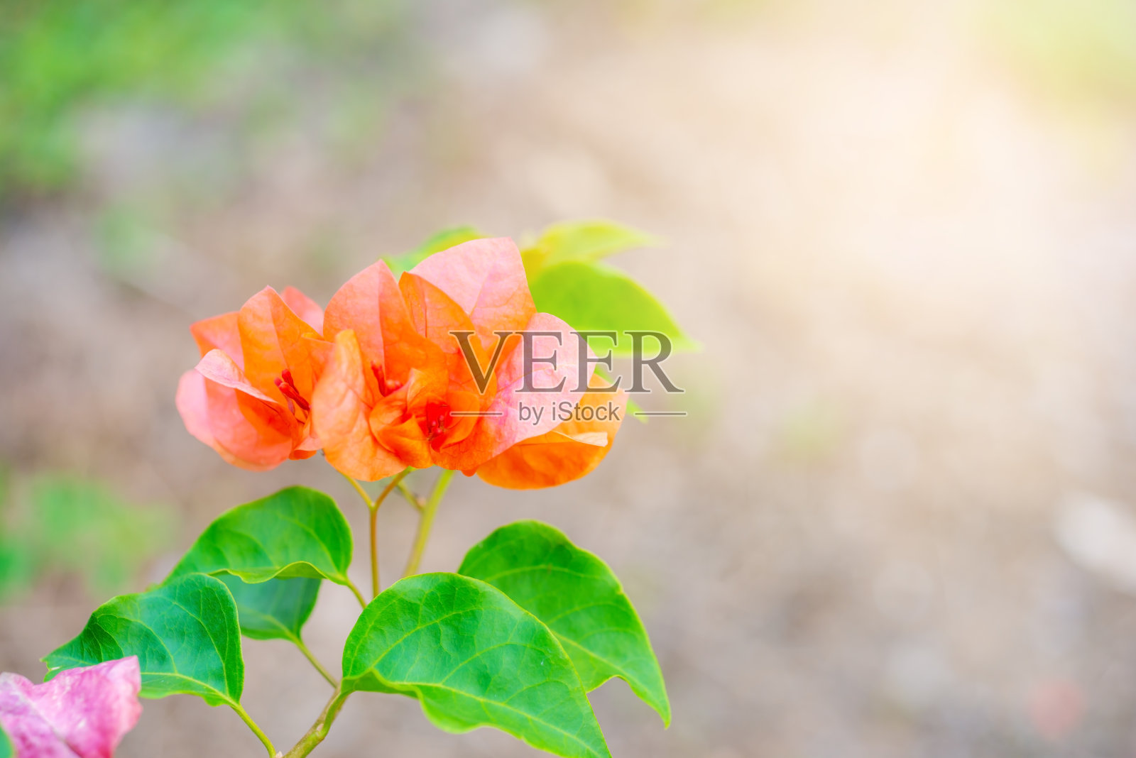 九重葛属热带花，绿叶和阳光照片摄影图片