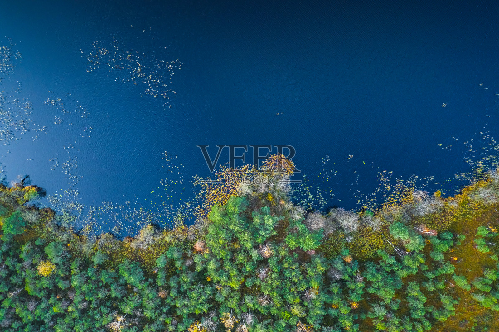 蓝色的湖泊和绿色的森林鸟瞰图照片摄影图片