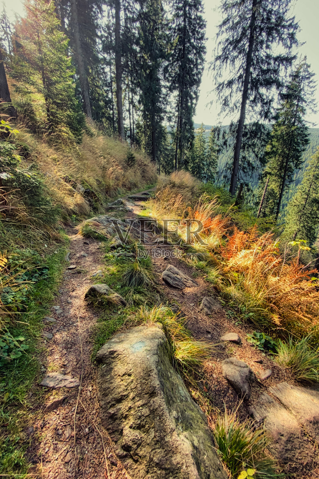 特兰西瓦尼亚辛德瑞尔山帕尔提尼斯山顶的秋天森林照片摄影图片