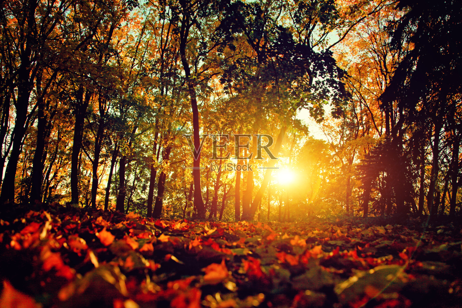 五彩斑斓的树叶飘落在秋天的公园里。照片摄影图片