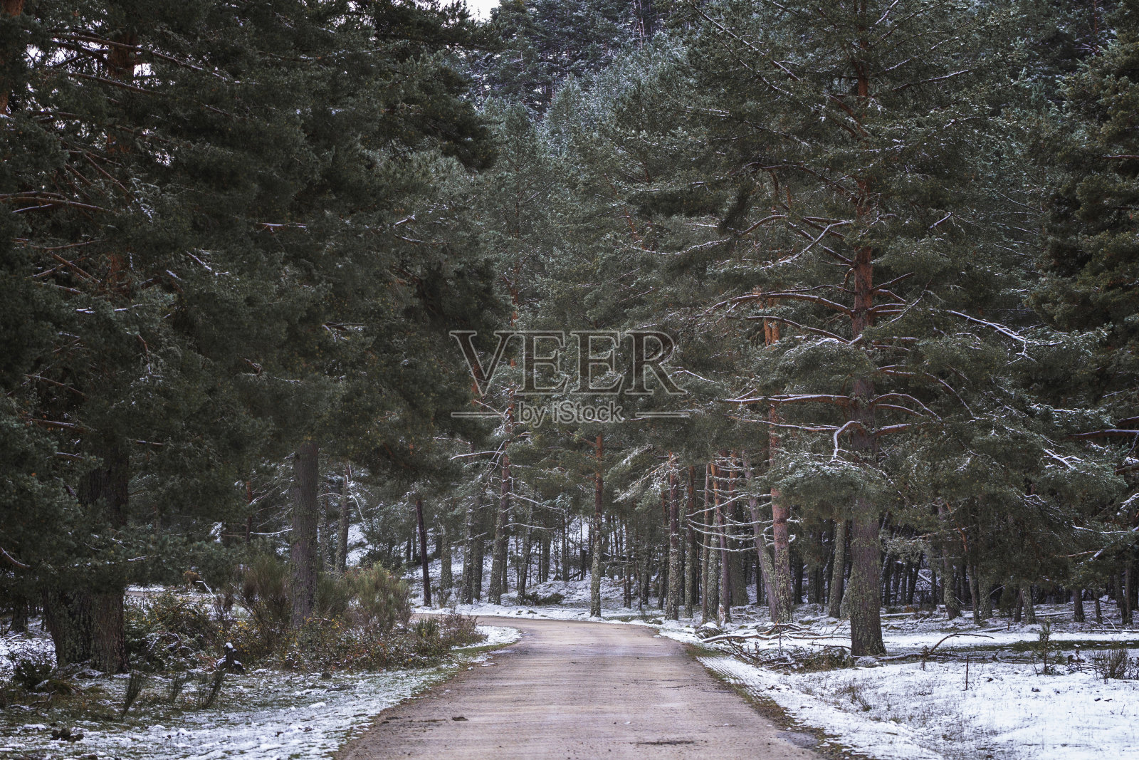 积雪的路被松树环绕着照片摄影图片