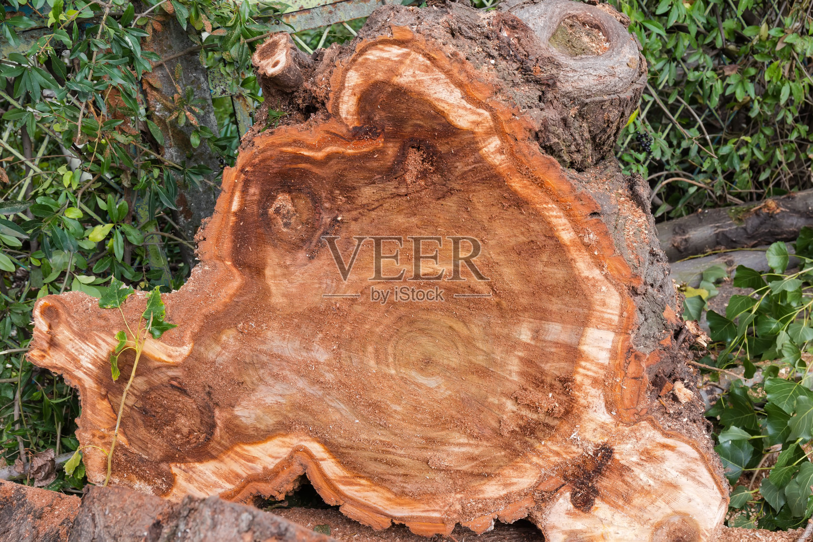 锯过的老的部分腐烂的杨树树干横切面照片摄影图片