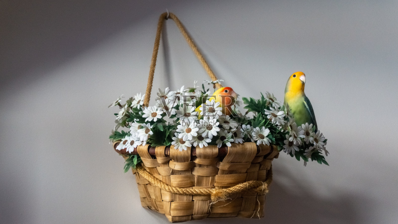 篮子上放两只阿加波尼照片摄影图片