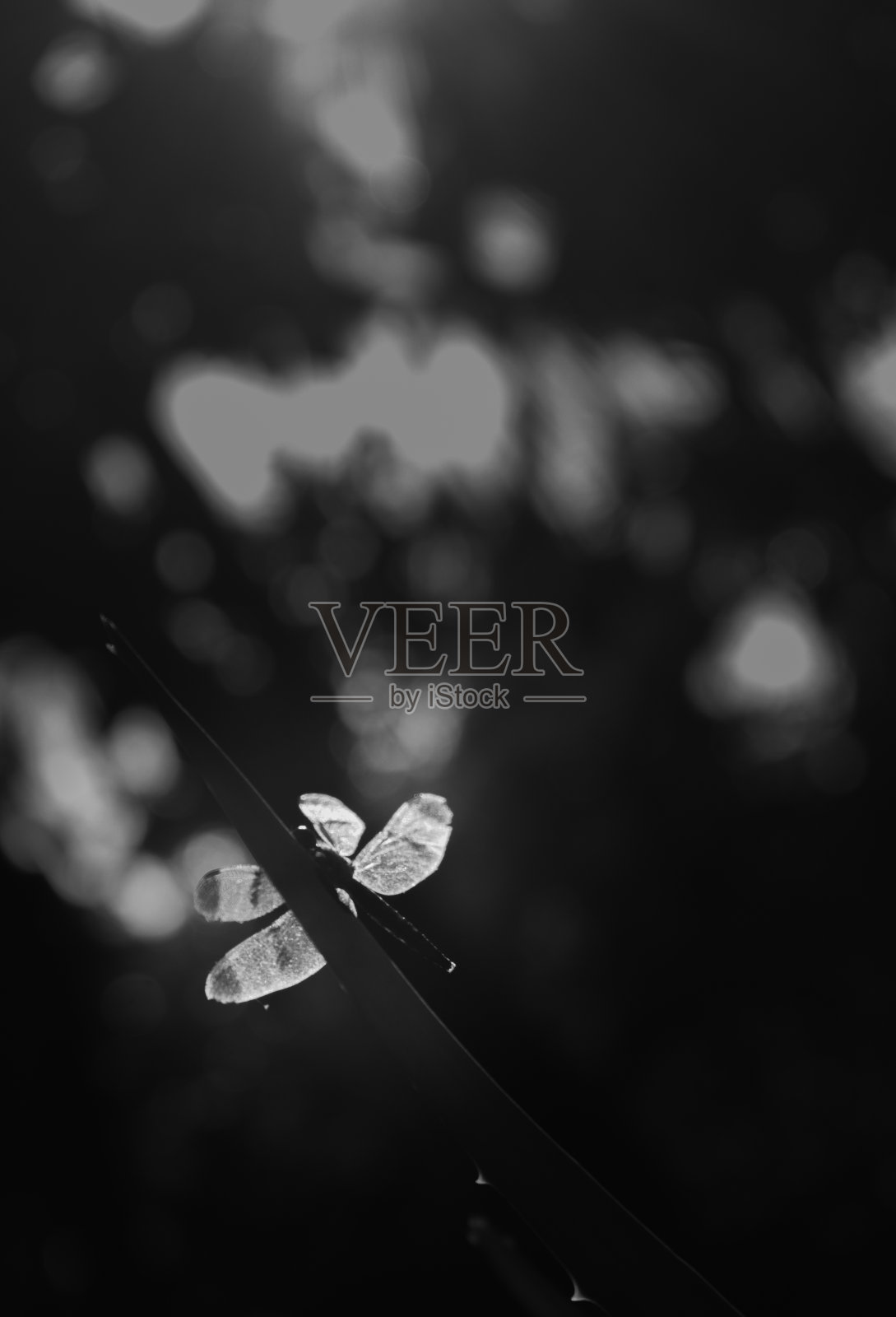 蜻蜓的翅膀照片摄影图片