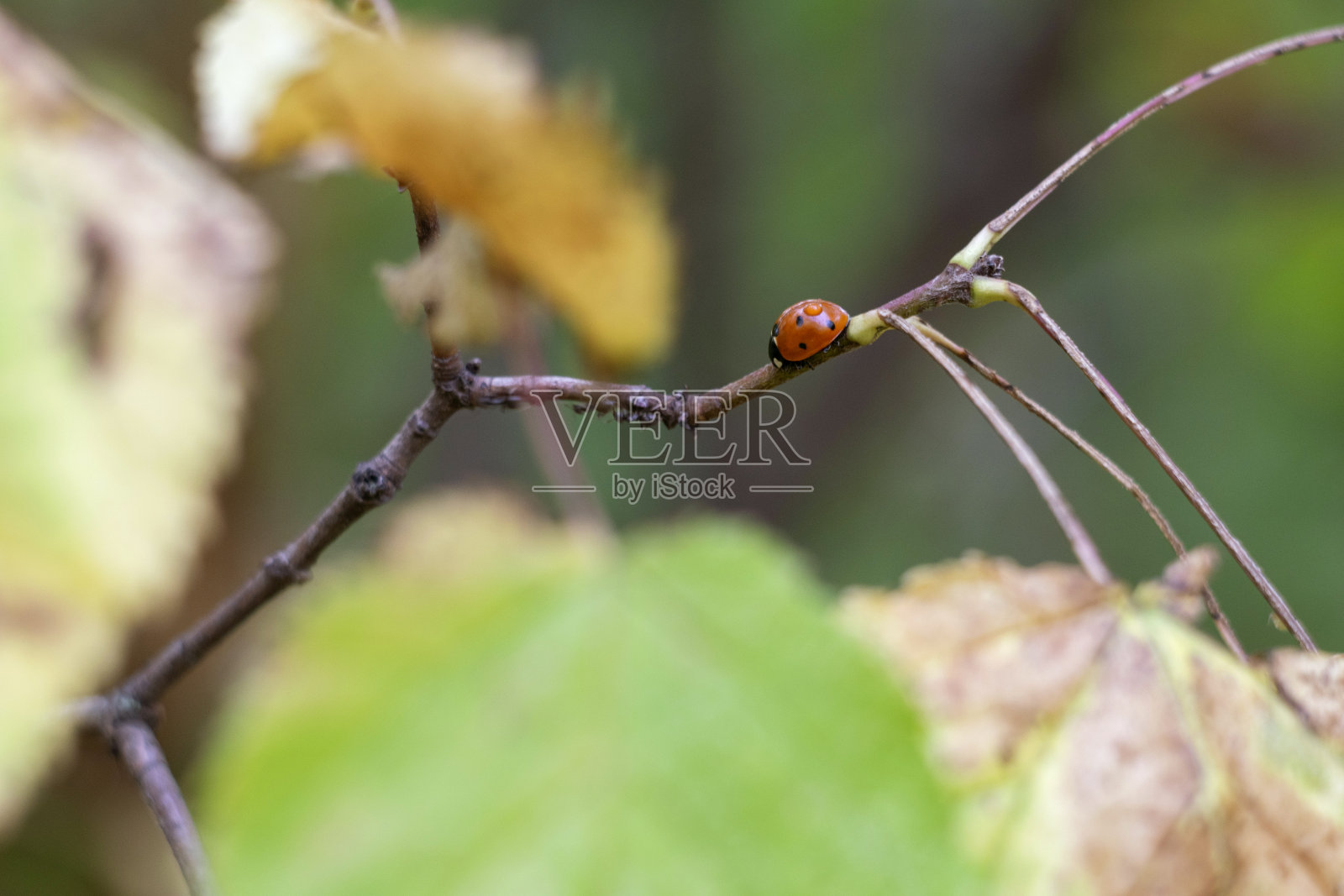 瓢虫靠树枝旅行照片摄影图片