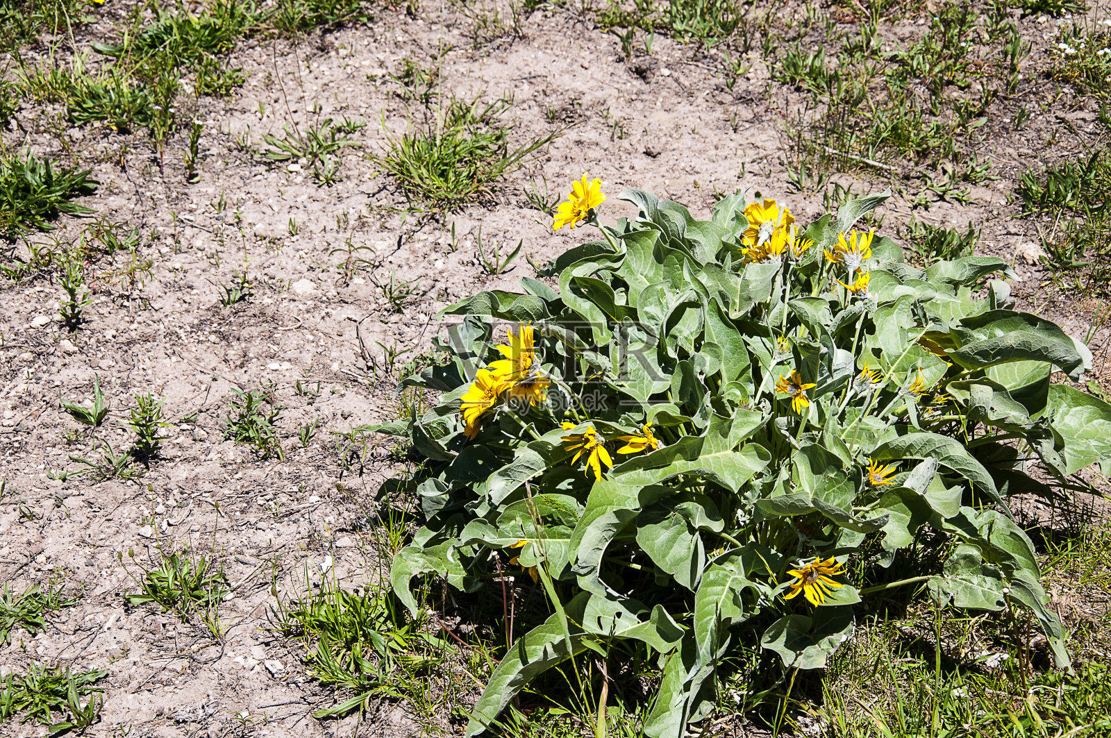 黄石国家公园的花，这是世界上第一个国家公园，以其野生动物而闻名照片摄影图片