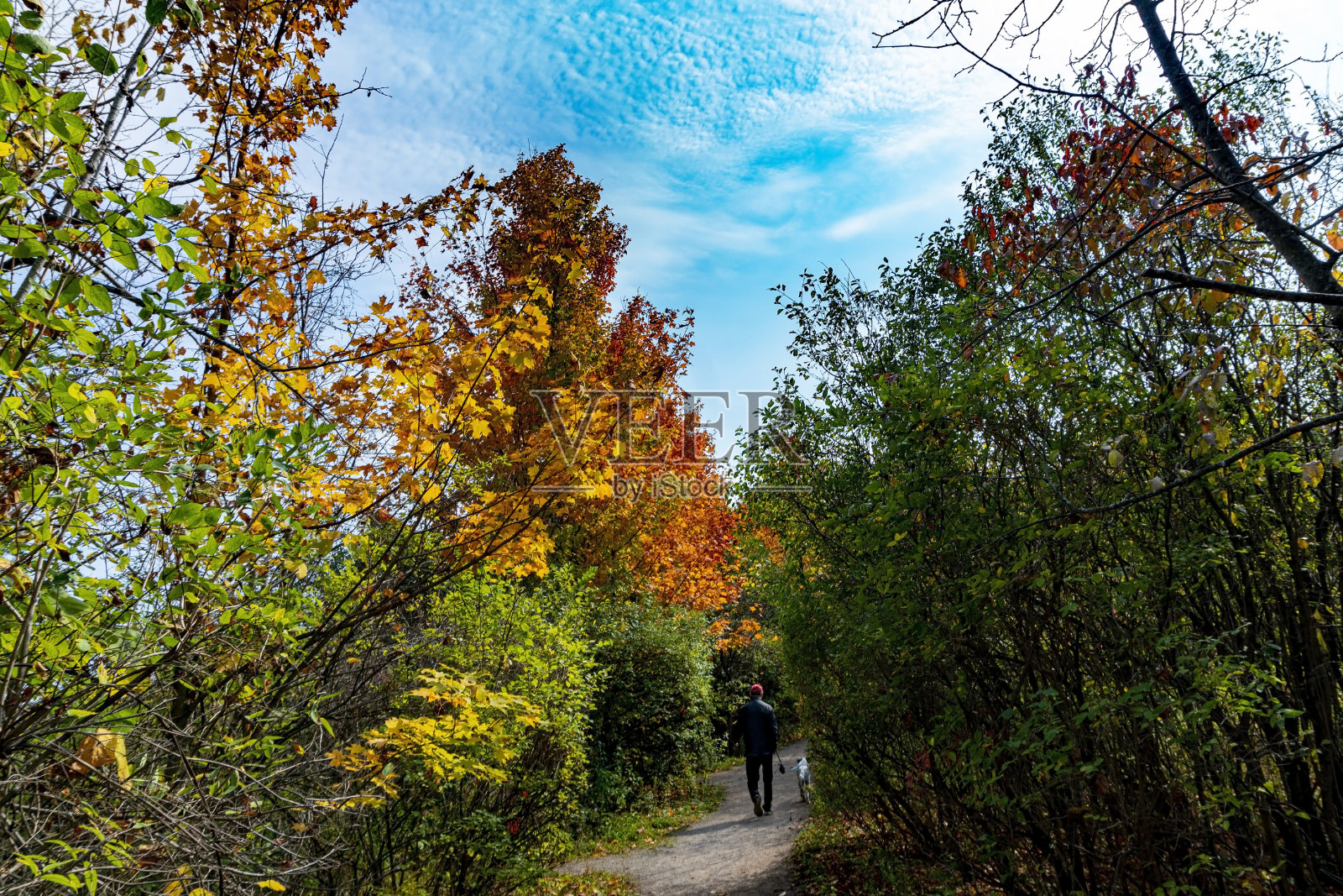 一个人和他的狗在森林秋天的道路上散步照片摄影图片