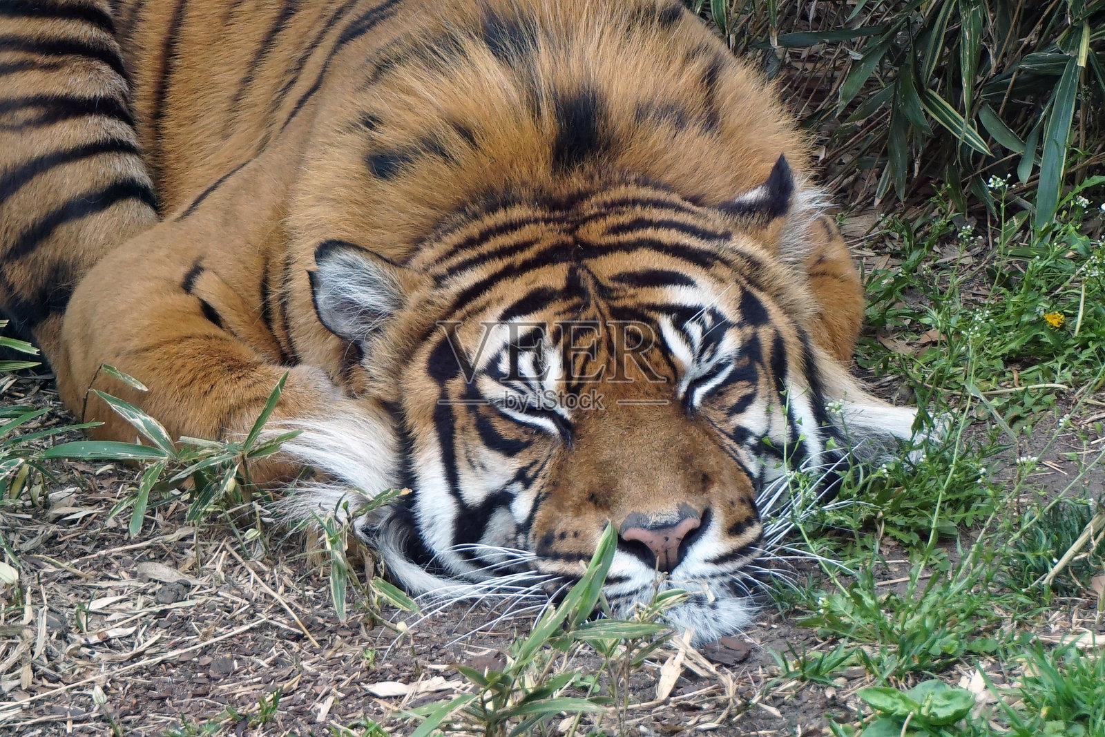 老虎正在绿色的草地上休息照片摄影图片