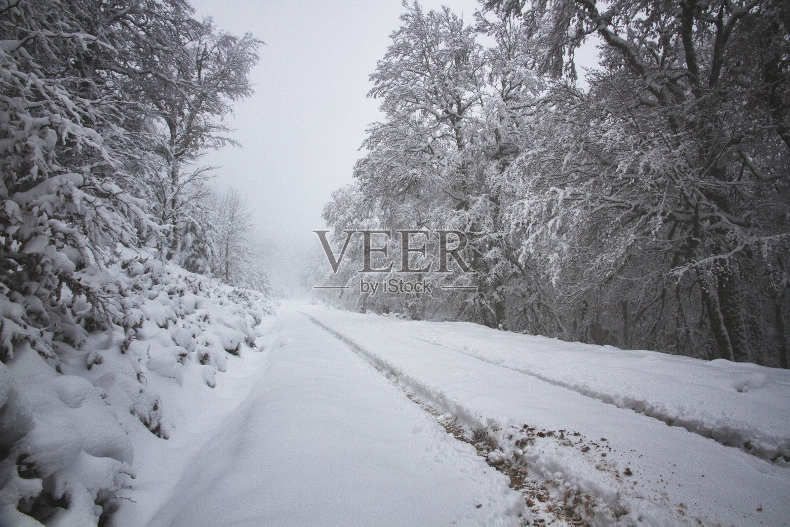 被树环绕的雪路照片摄影图片