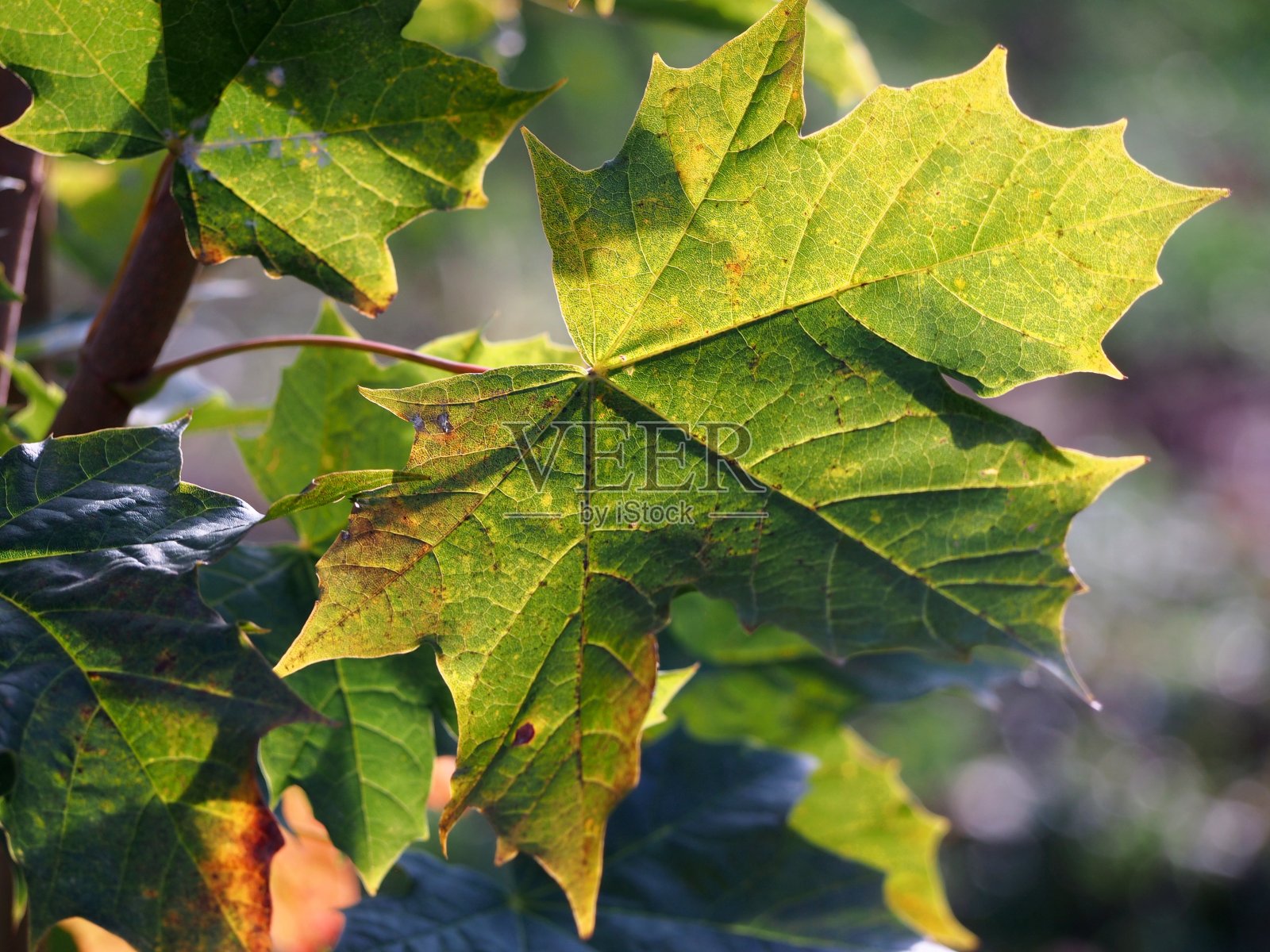 幼小的枫树在秋日的阳光下长着绿油油的叶子，橘红色的叶子五颜六色，阳光明媚的秋日在公园里，照片摄影图片