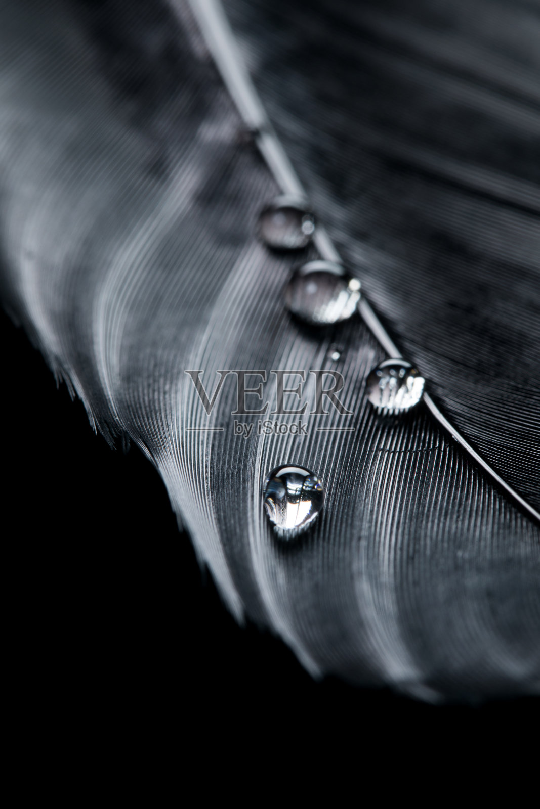 背景:水滴落在黑色羽毛上照片摄影图片