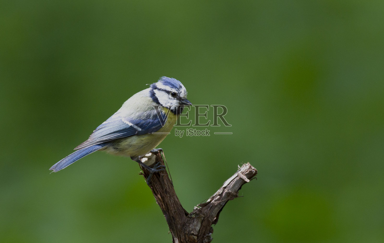 欧洲蓝山雀栖息在树枝上照片摄影图片
