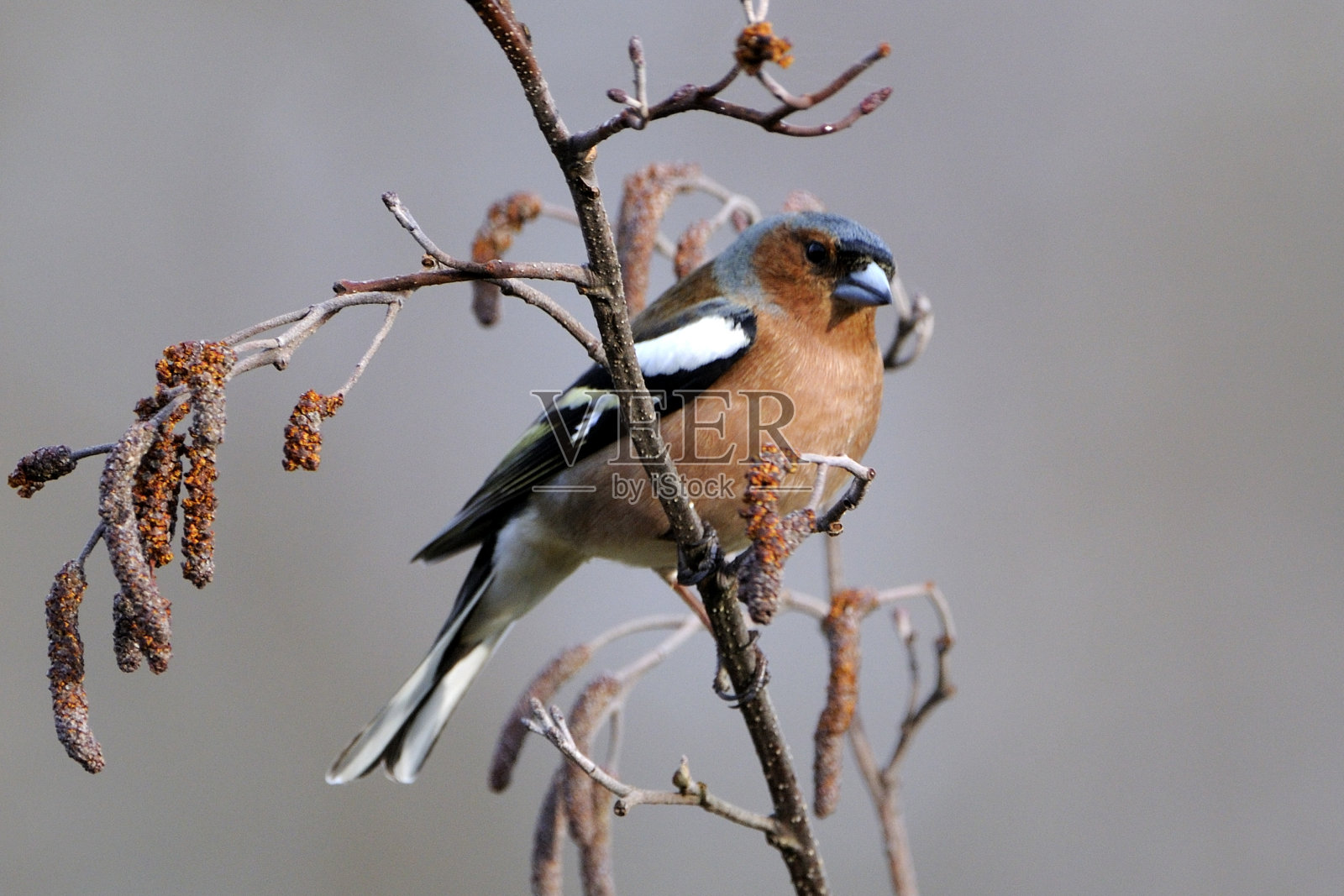 常见的苍头燕雀照片摄影图片