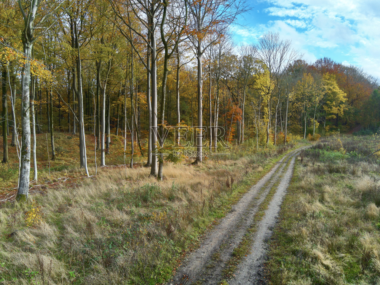 穿过森林的土路照片摄影图片
