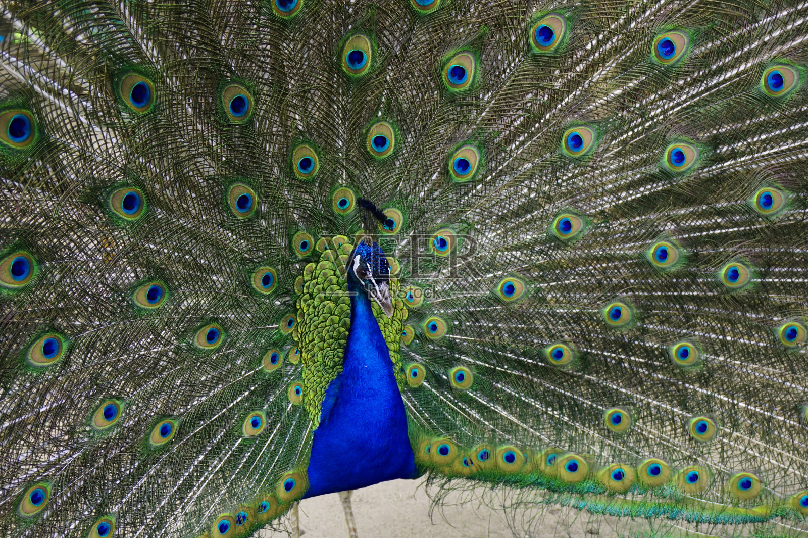 男性peacocok鸟照片摄影图片