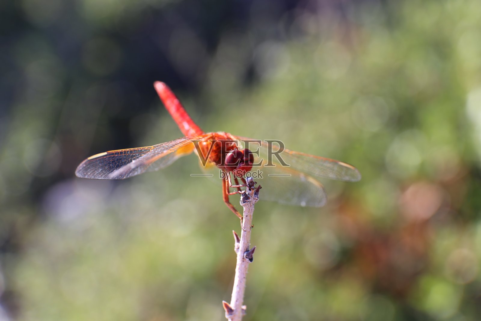 特写蜻蜓照片摄影图片