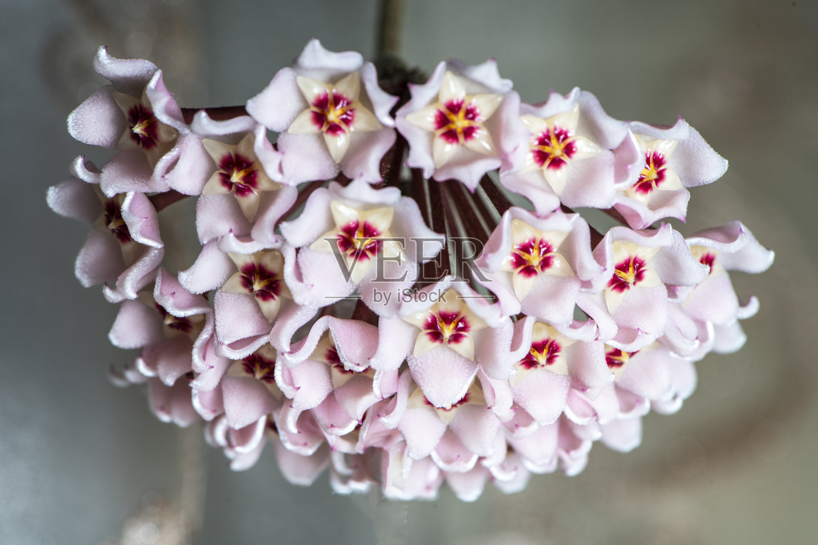 盛开的球兰花-肉豆蔻，花吊灯，花蜜照片摄影图片