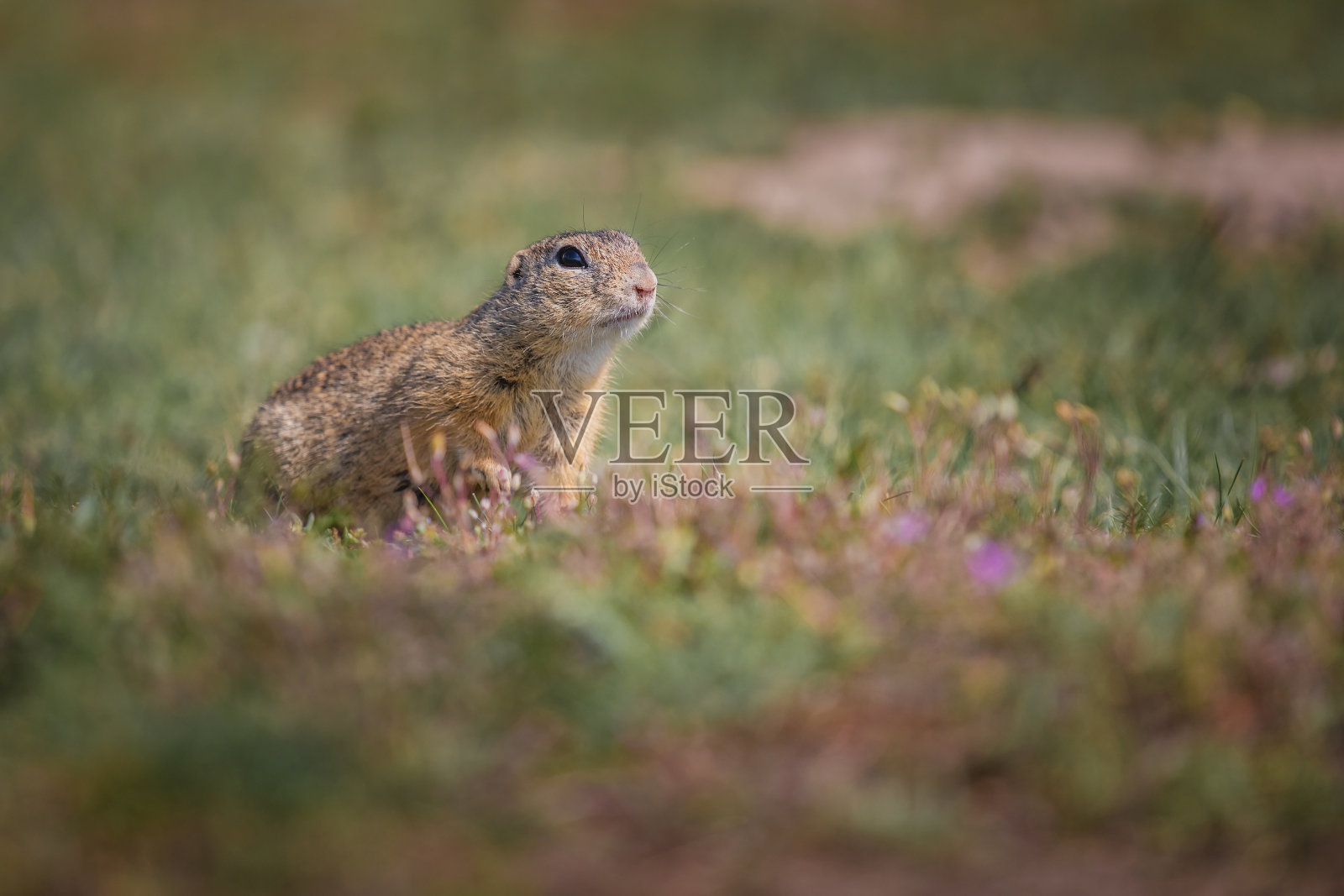 地松鼠照片摄影图片