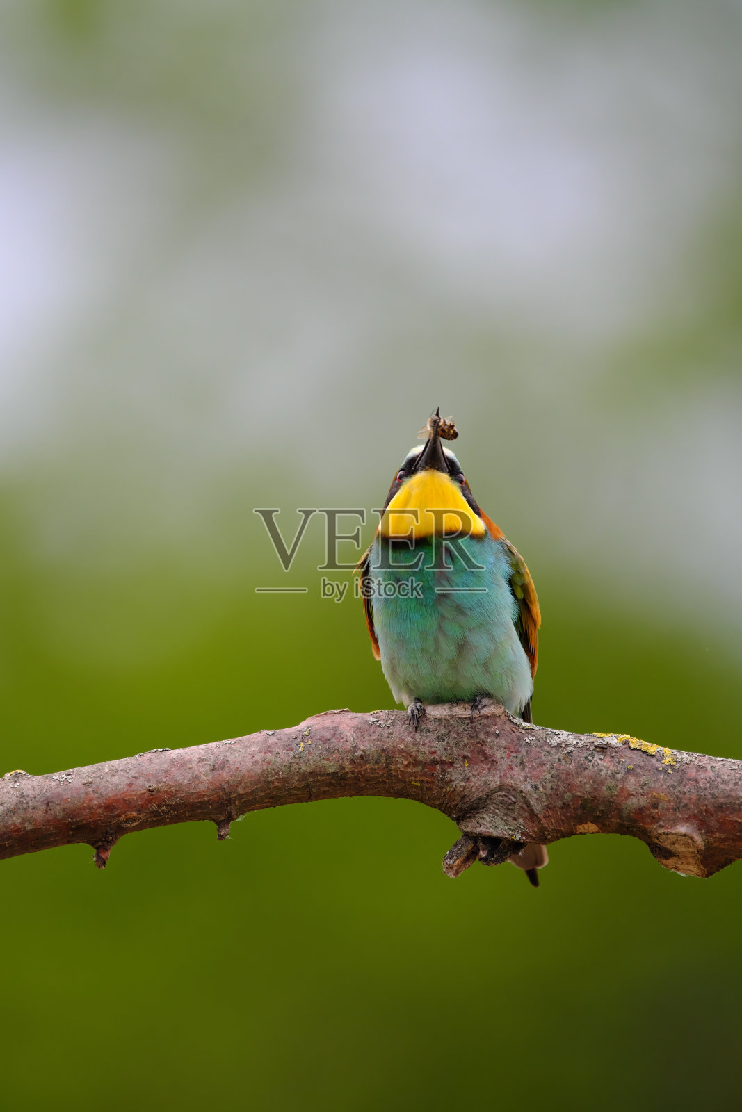 欧洲食蜂鸟-枝头蜂雀，异国情调的彩色候鸟照片摄影图片