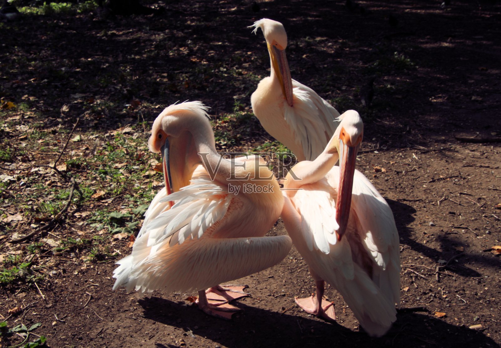 伦敦的一些鹈鹕照片摄影图片
