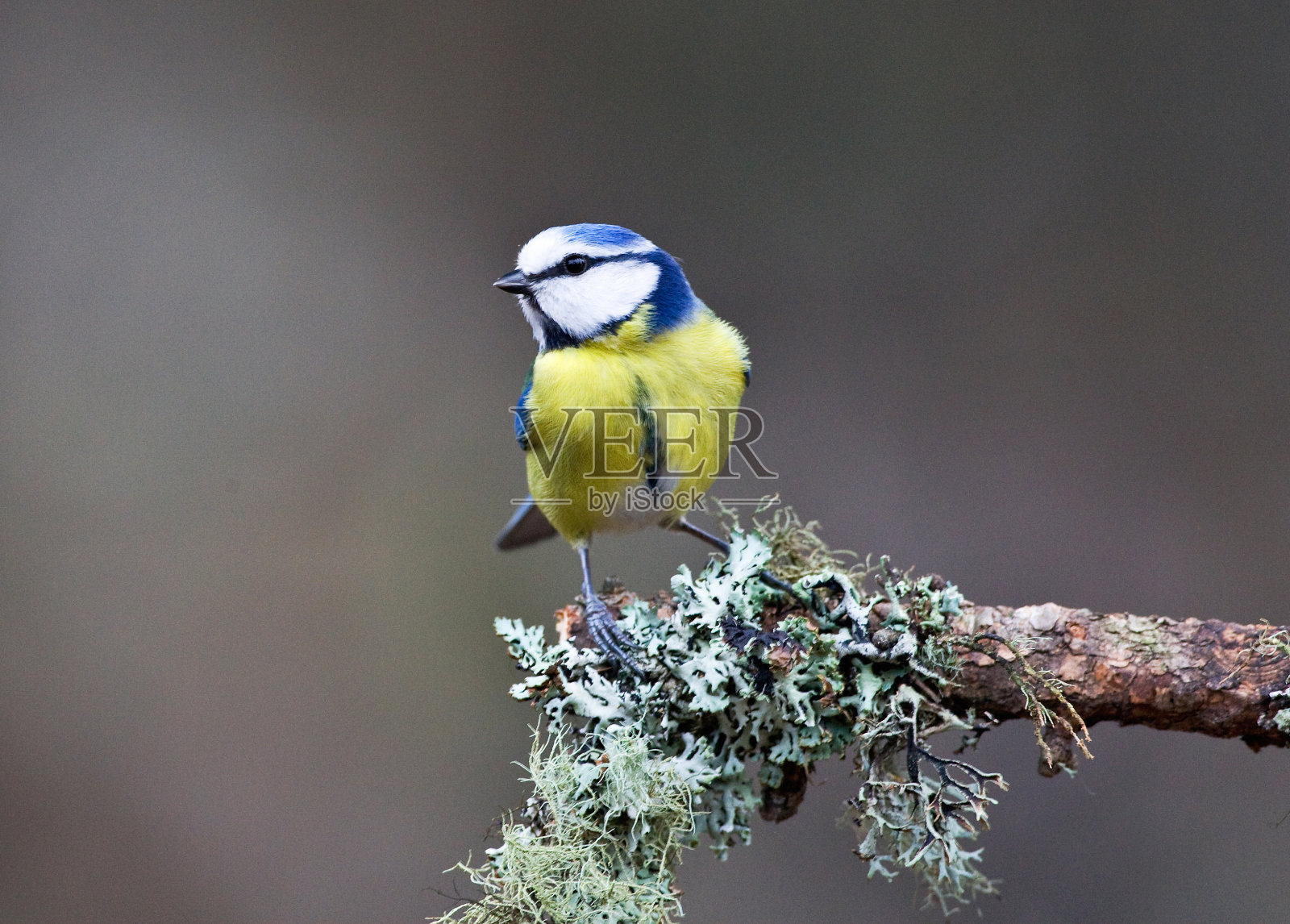 欧洲蓝山雀栖息在树枝上照片摄影图片