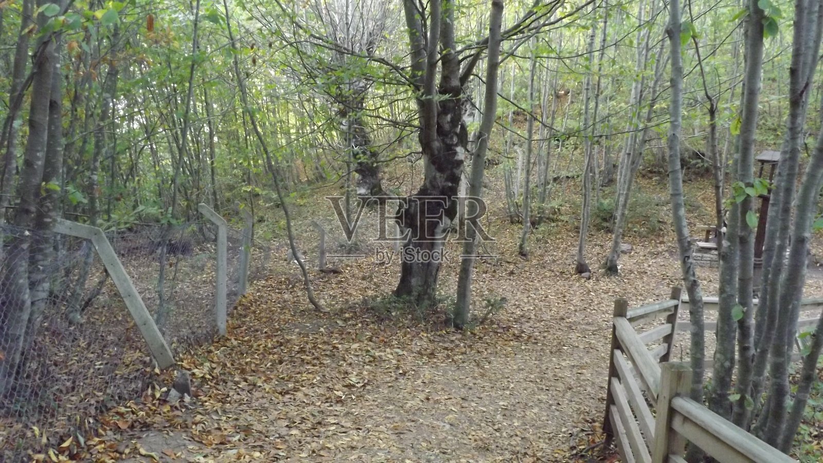 自然-秋天照片摄影图片