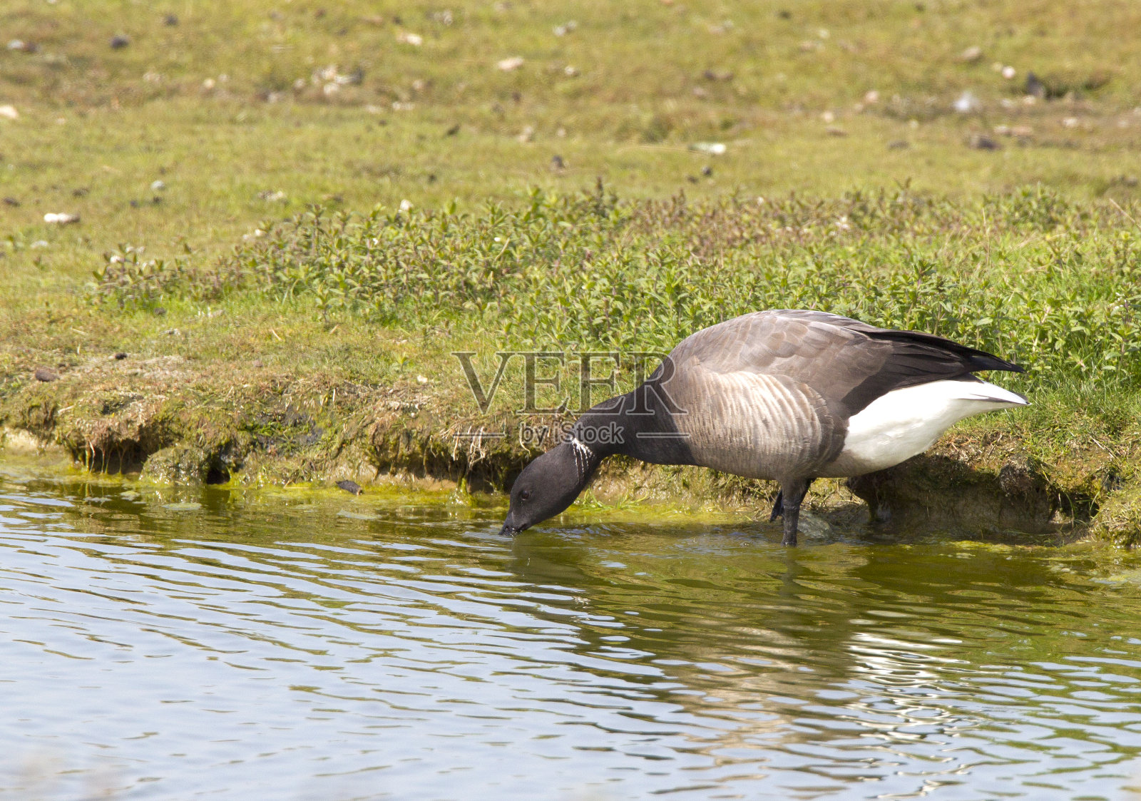 黑腹布伦特鹅饮酒照片摄影图片