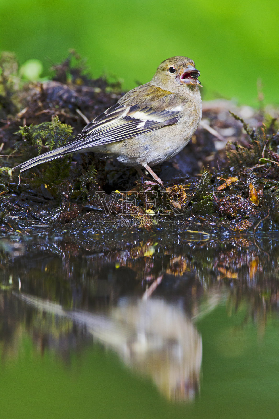 雌苍头燕雀栖息在水边照片摄影图片