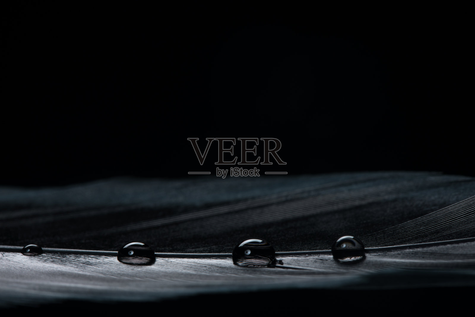 背景:水滴落在黑色羽毛上照片摄影图片