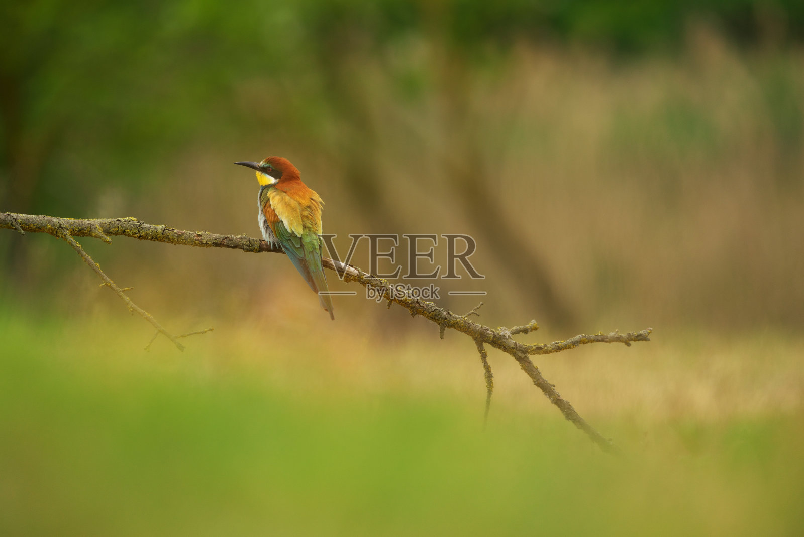 欧洲食蜂鸟-梅洛普斯蜜蜂在树枝上，异域色彩的候鸟照片摄影图片