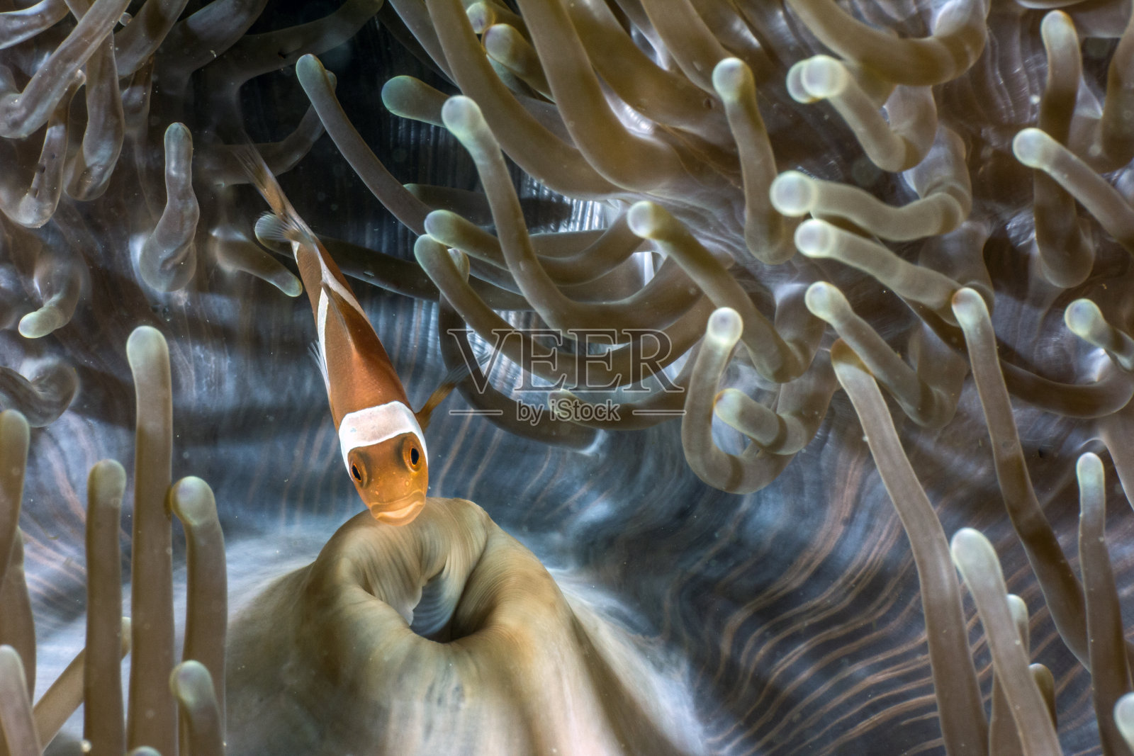 印度尼西亚珊瑚礁上的小丑鱼照片摄影图片