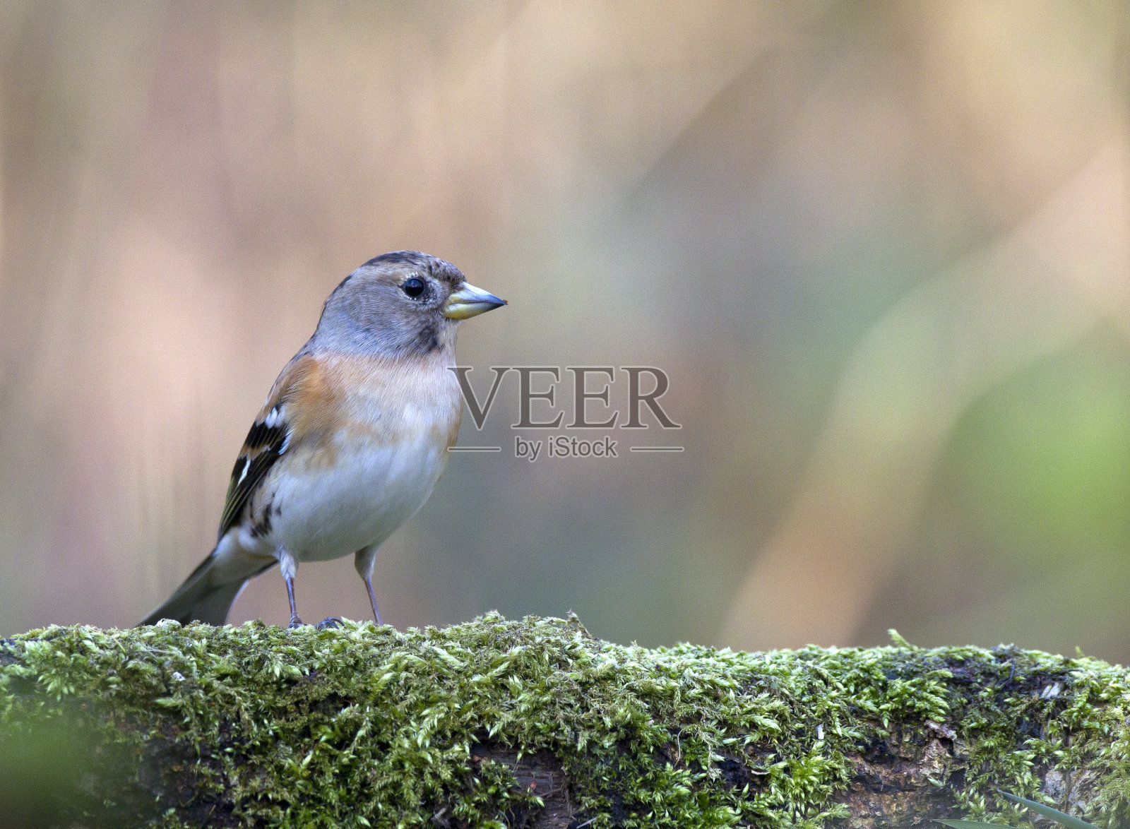 黑莓栖息在森林里照片摄影图片