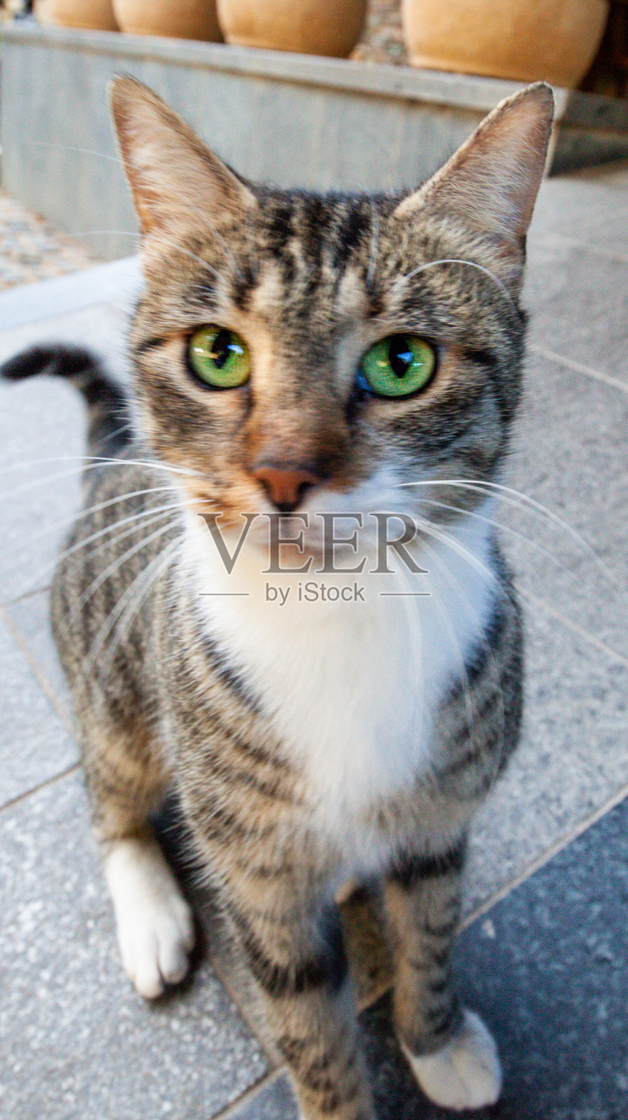 猫照片摄影图片