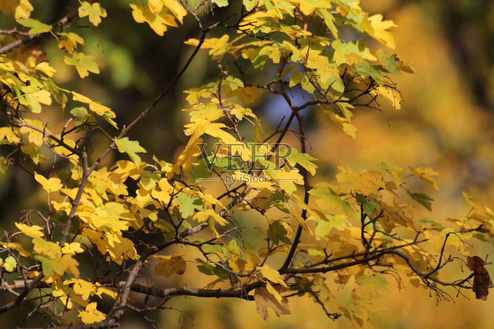 秋天赫尔辛堡照片摄影图片