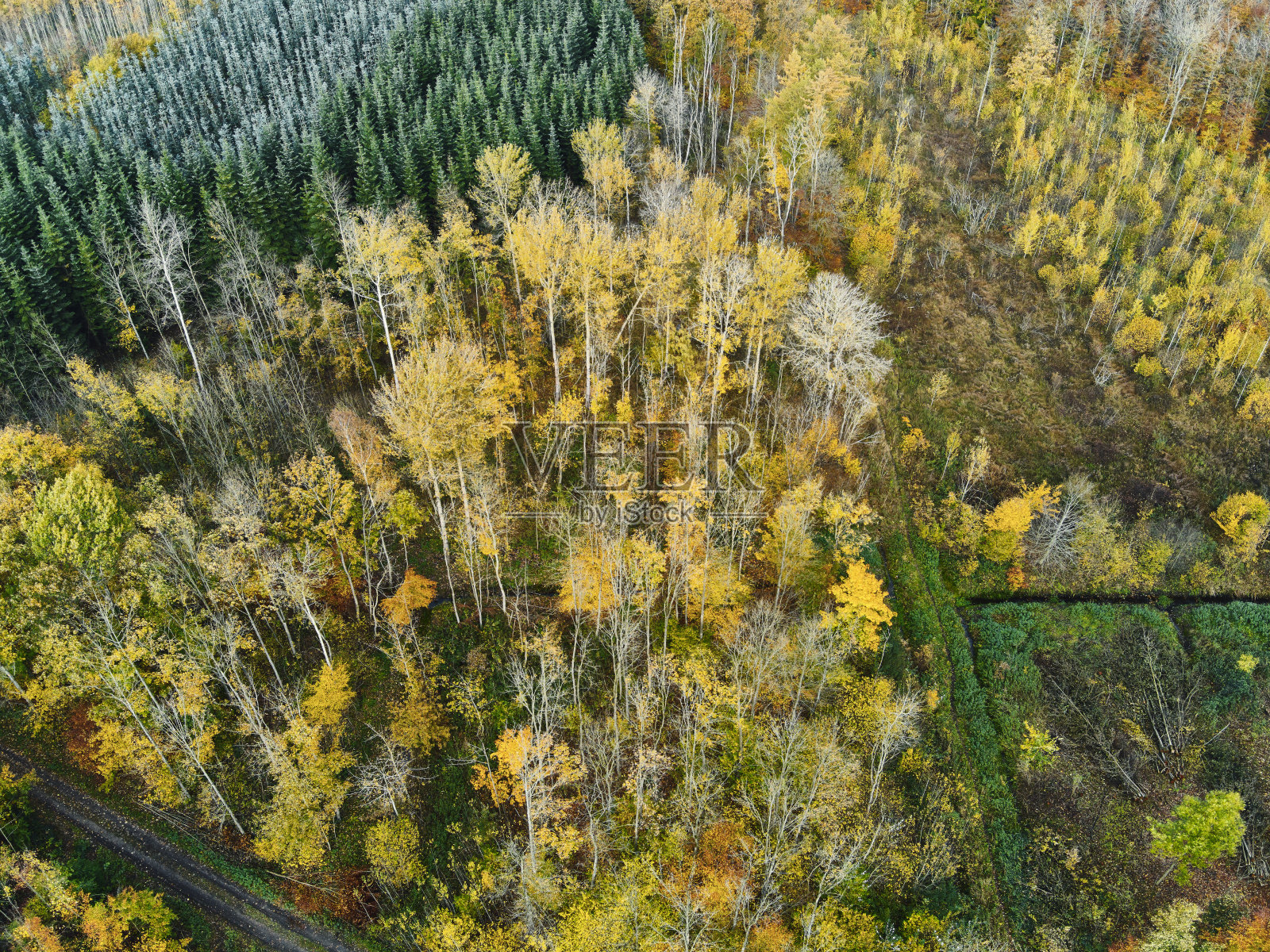 从上面看秋天的森林照片摄影图片