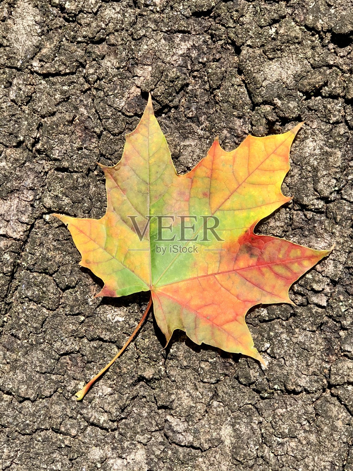 叶子在秋天照片摄影图片