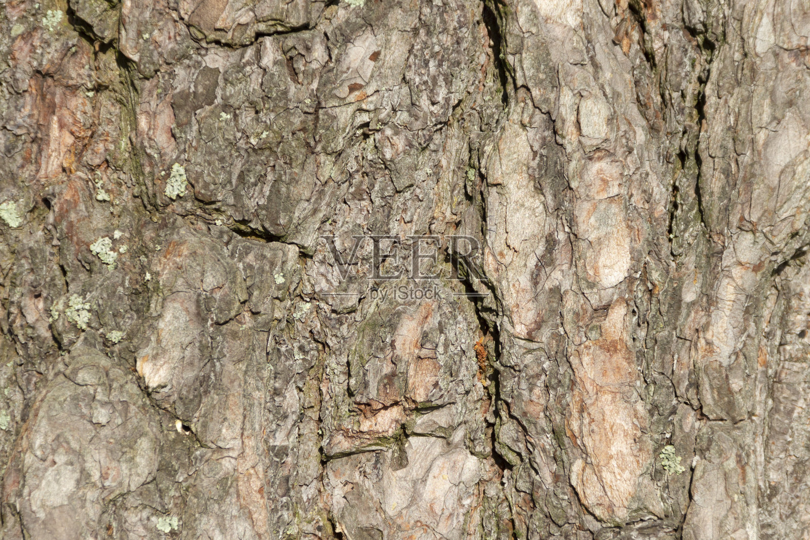 松树皮松树皮的表面照片摄影图片