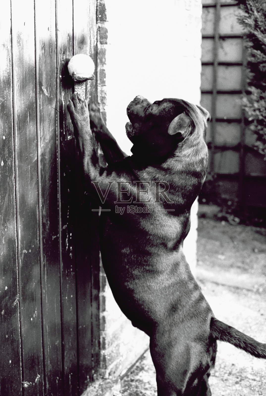 斯塔福德郡斗牛梗犬伸手去找放在门把手上的网球。用高对比度的35mm胶片拍摄的黑白照片。照片摄影图片