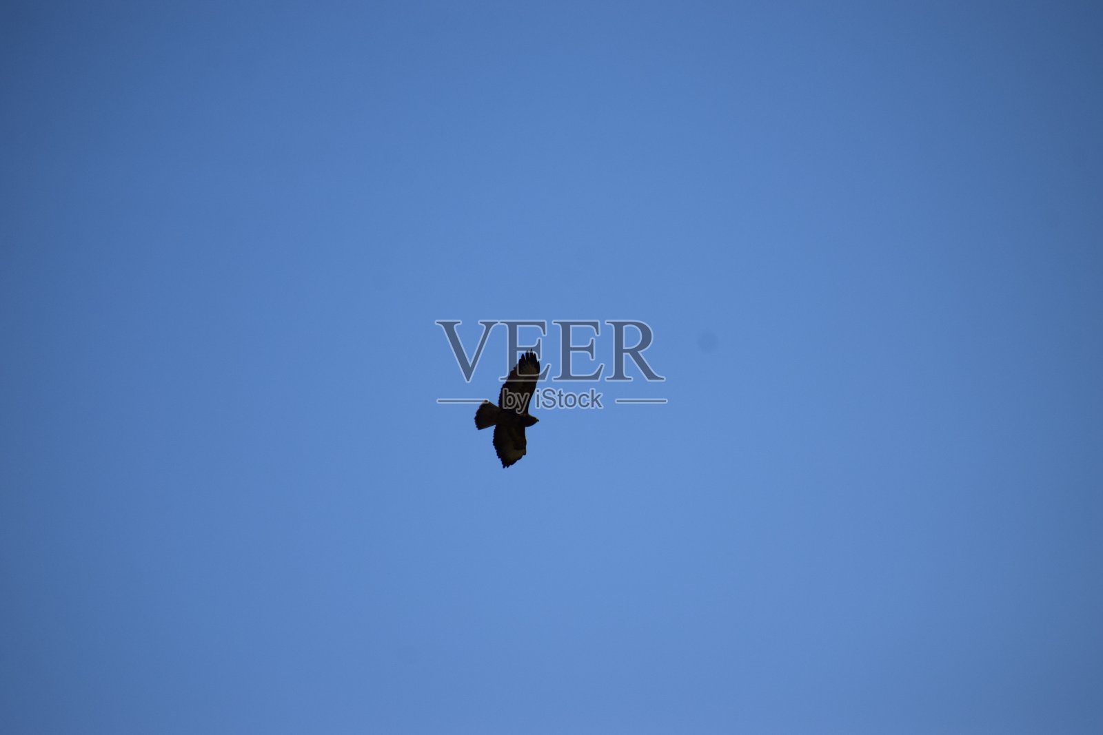 天空中的猛禽照片摄影图片