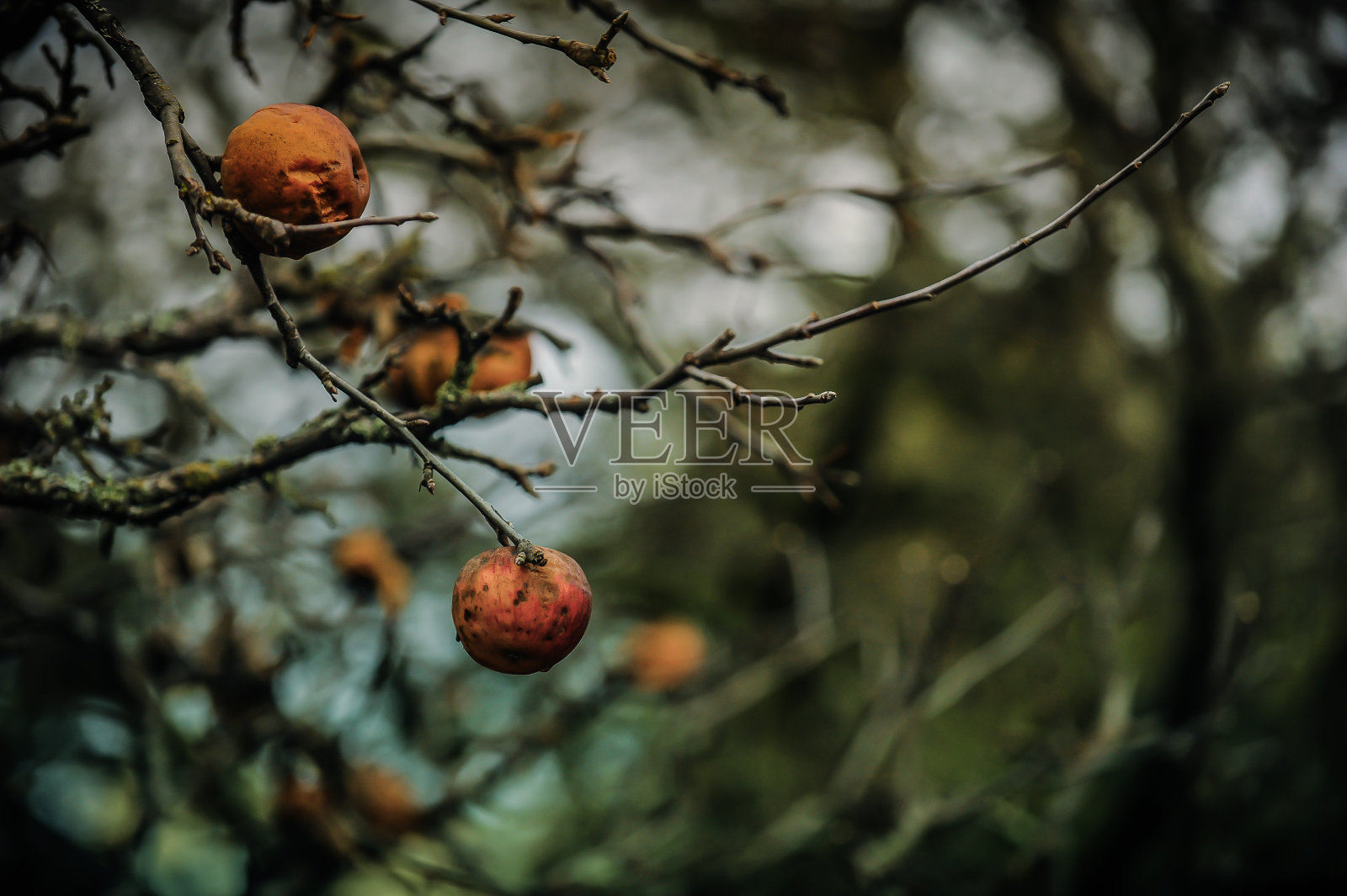 腐烂的果实在树上照片摄影图片