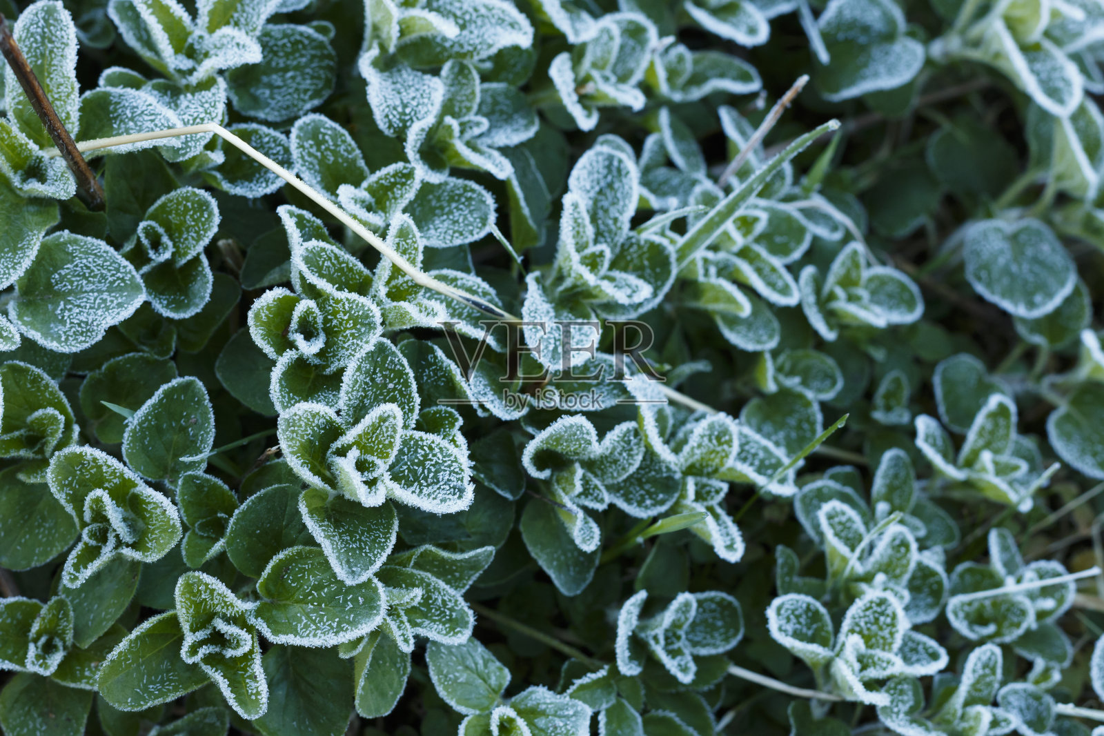 春季霜冻。照片摄影图片