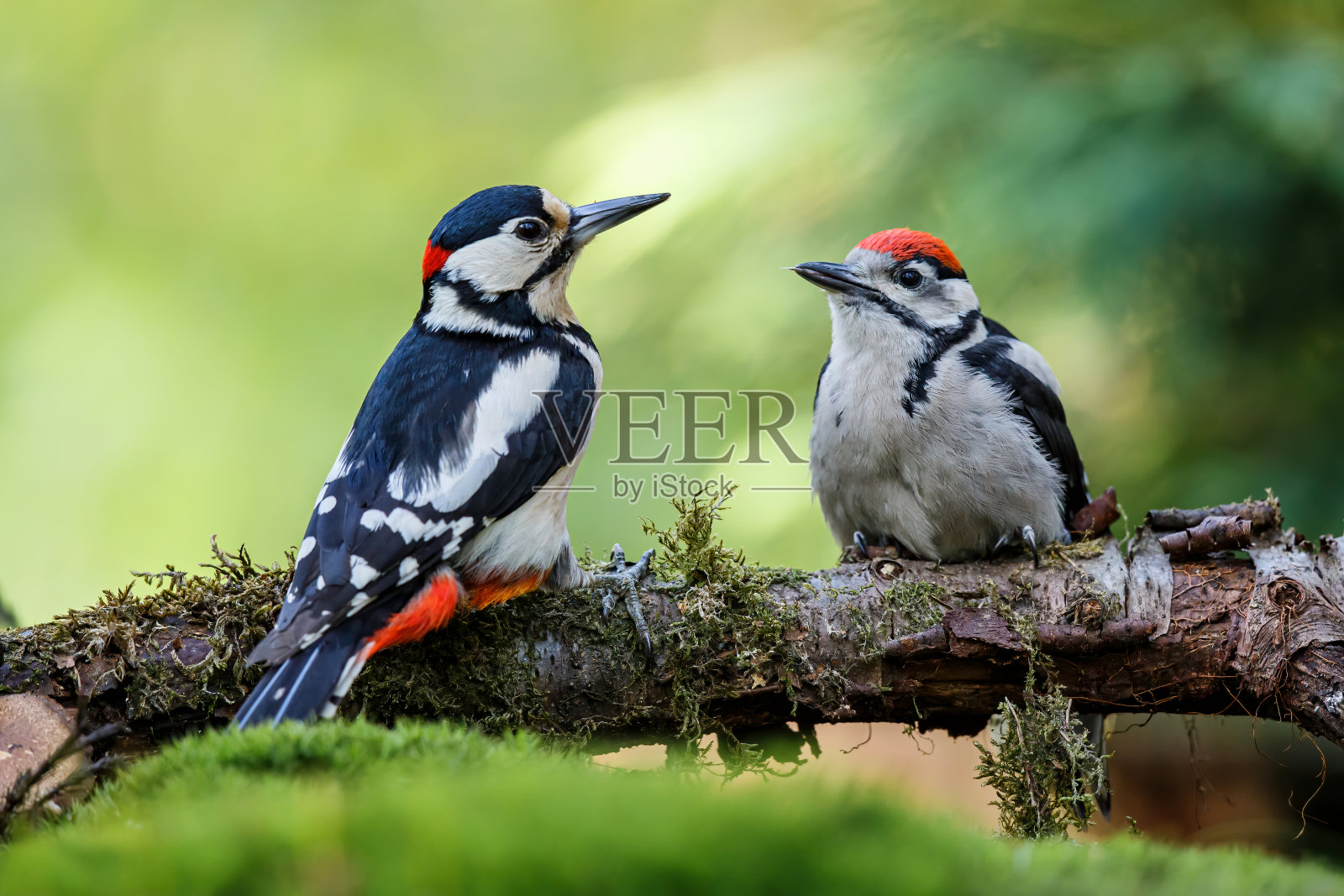 森林里的大斑点啄木鸟照片摄影图片