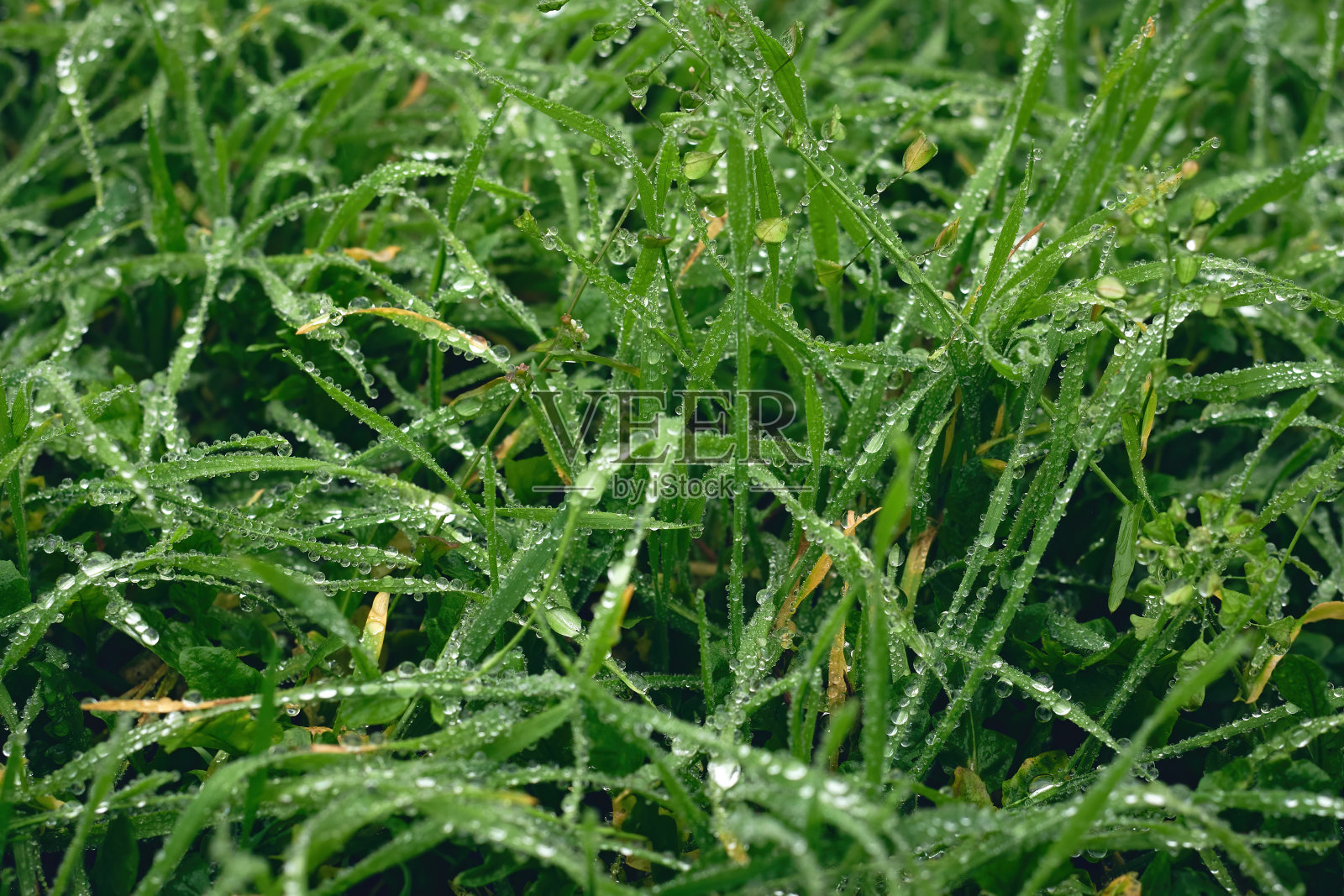 雨后的绿草质地，大自然的背景。照片摄影图片