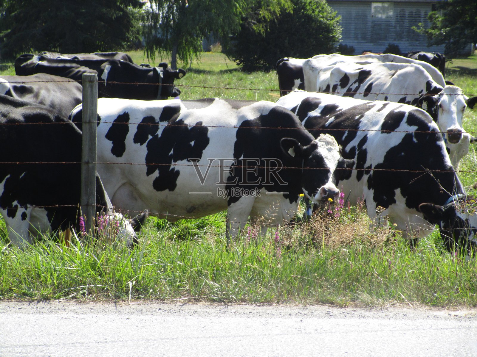 可爱的奶牛在加拿大拉德内的一个农场里吃草照片摄影图片