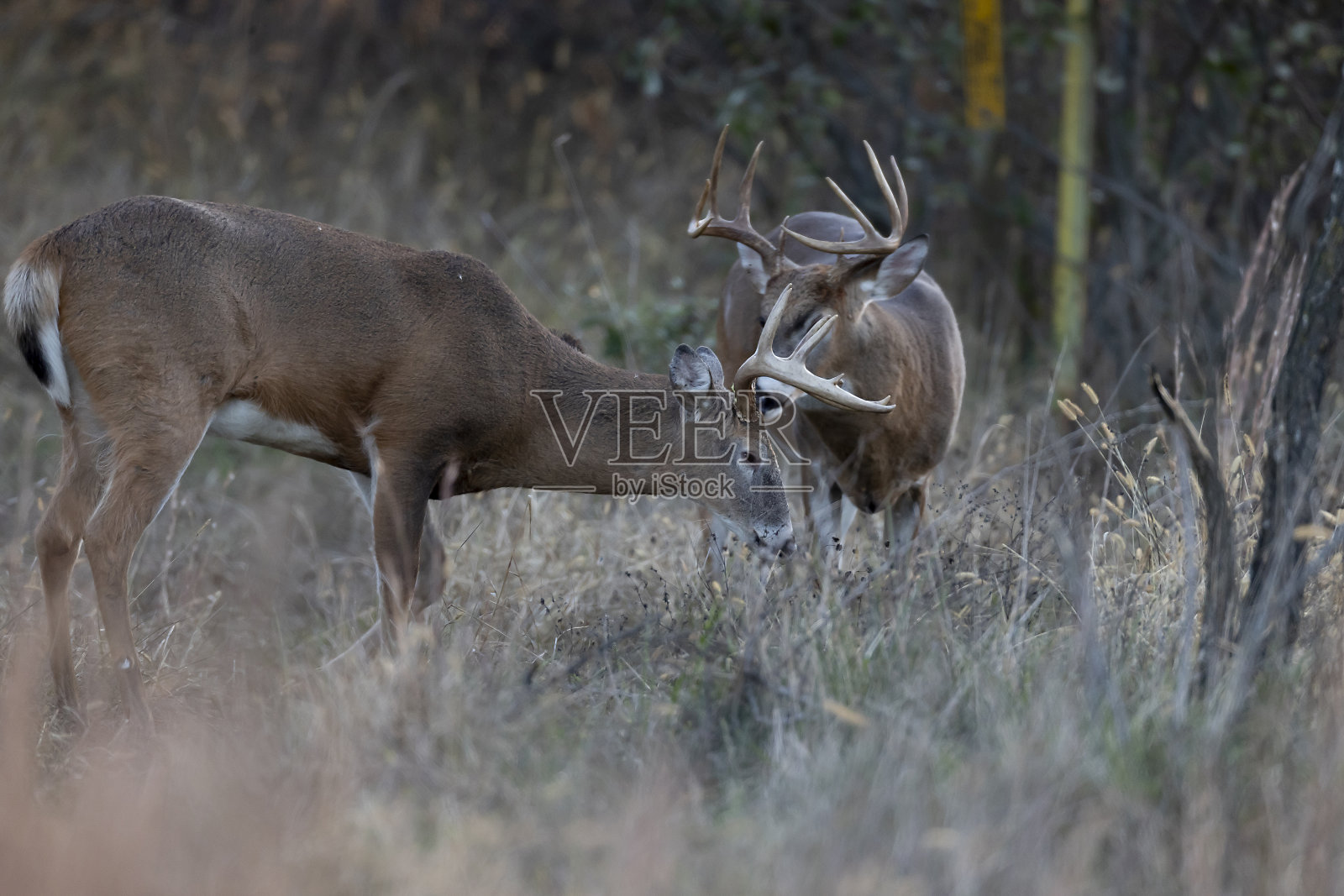 白尾巴克照片摄影图片