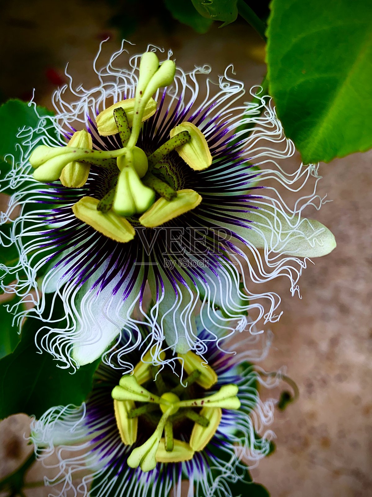 西番莲照片摄影图片