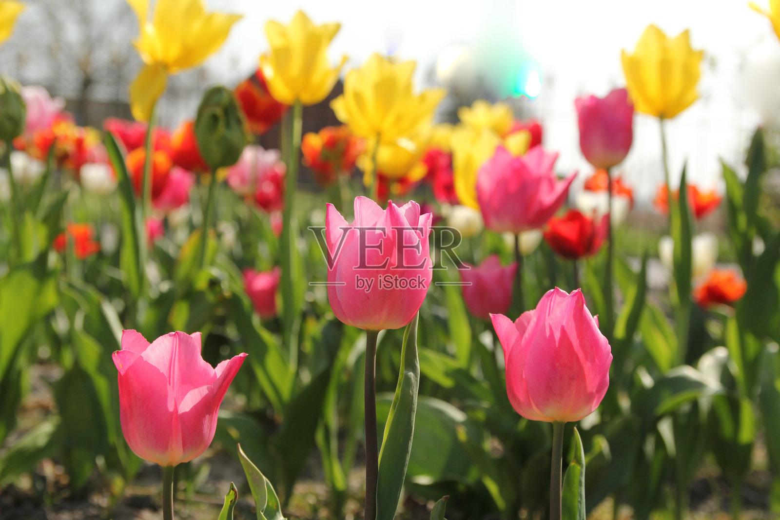 一群美丽多彩的郁金香照片摄影图片