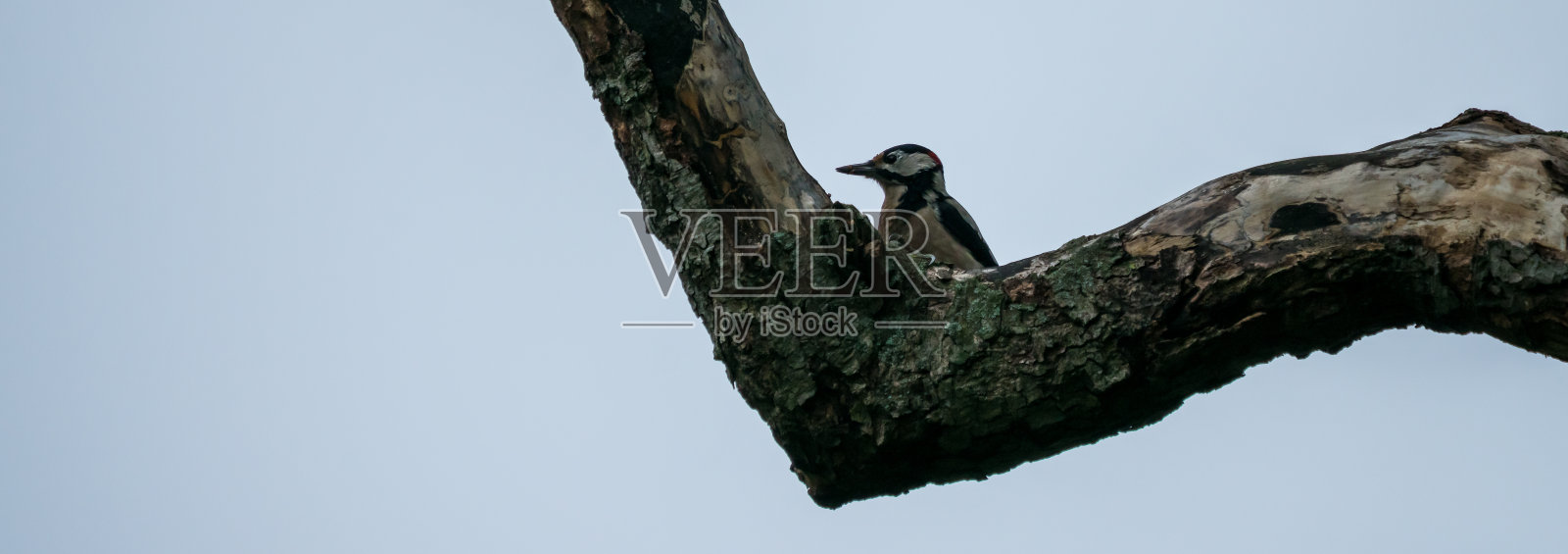 啄木鸟照片摄影图片