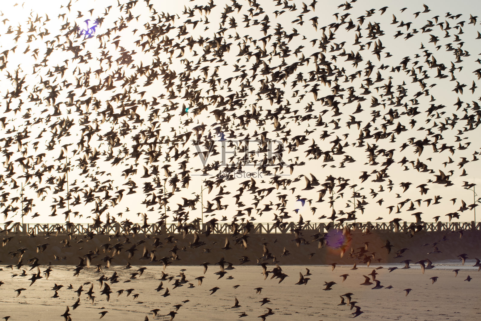 海滩上有鸟儿在飞翔são Luís, Maranhão照片摄影图片