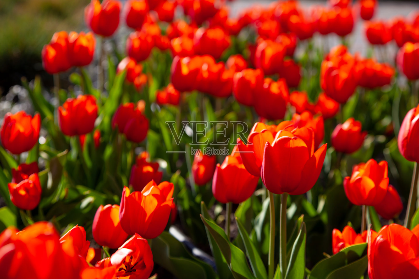 红色郁金香背景。草地上美丽的郁金香。花在春天的阳光下萌芽。有花的花坛。郁金香特写。红色的花。底部视图。卡照片摄影图片